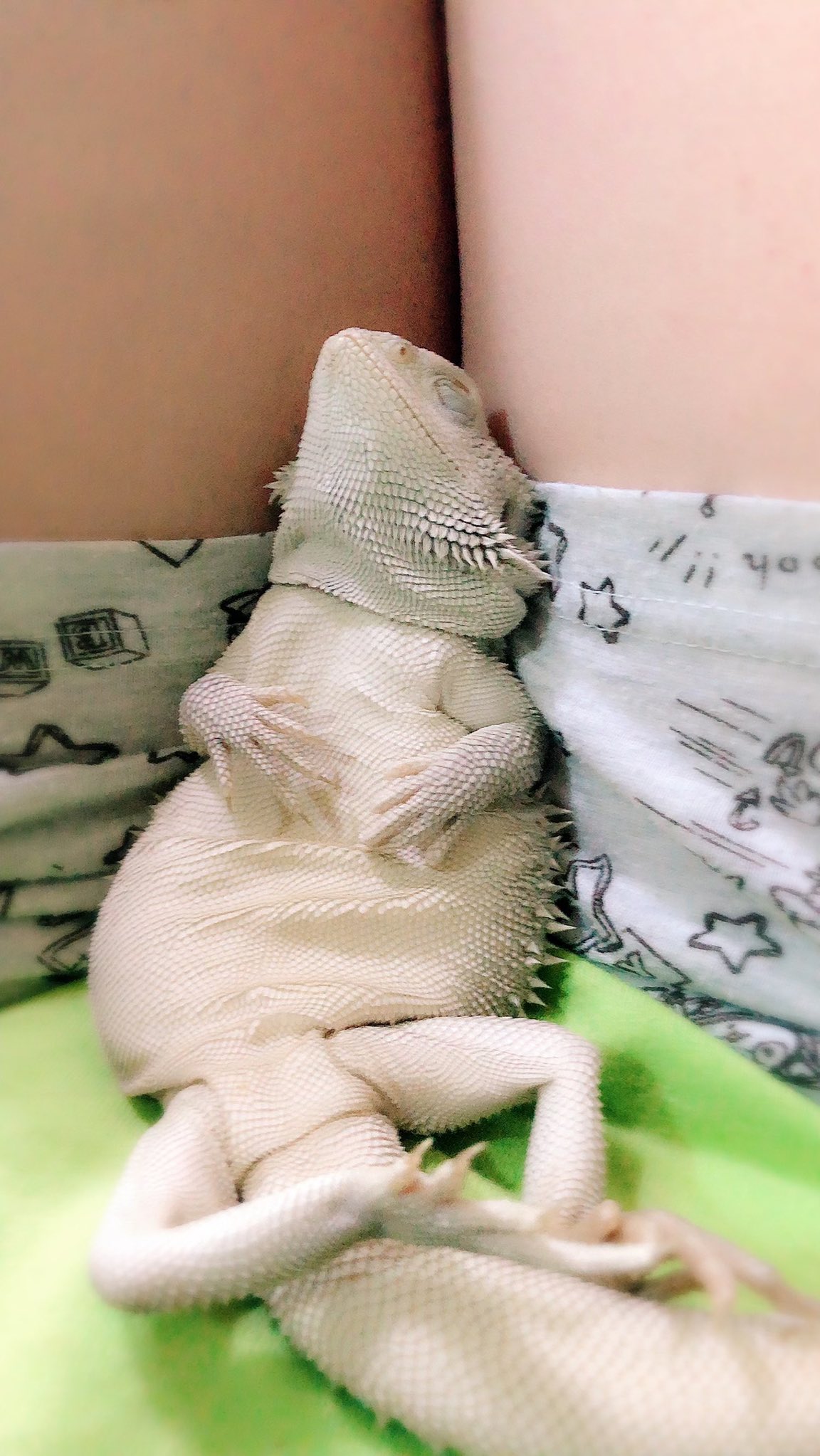 Karuma 野生を忘れたトカゲ ﾉ フトアゴヒゲトカゲ T Co Vxt5zqt0c3 Twitter