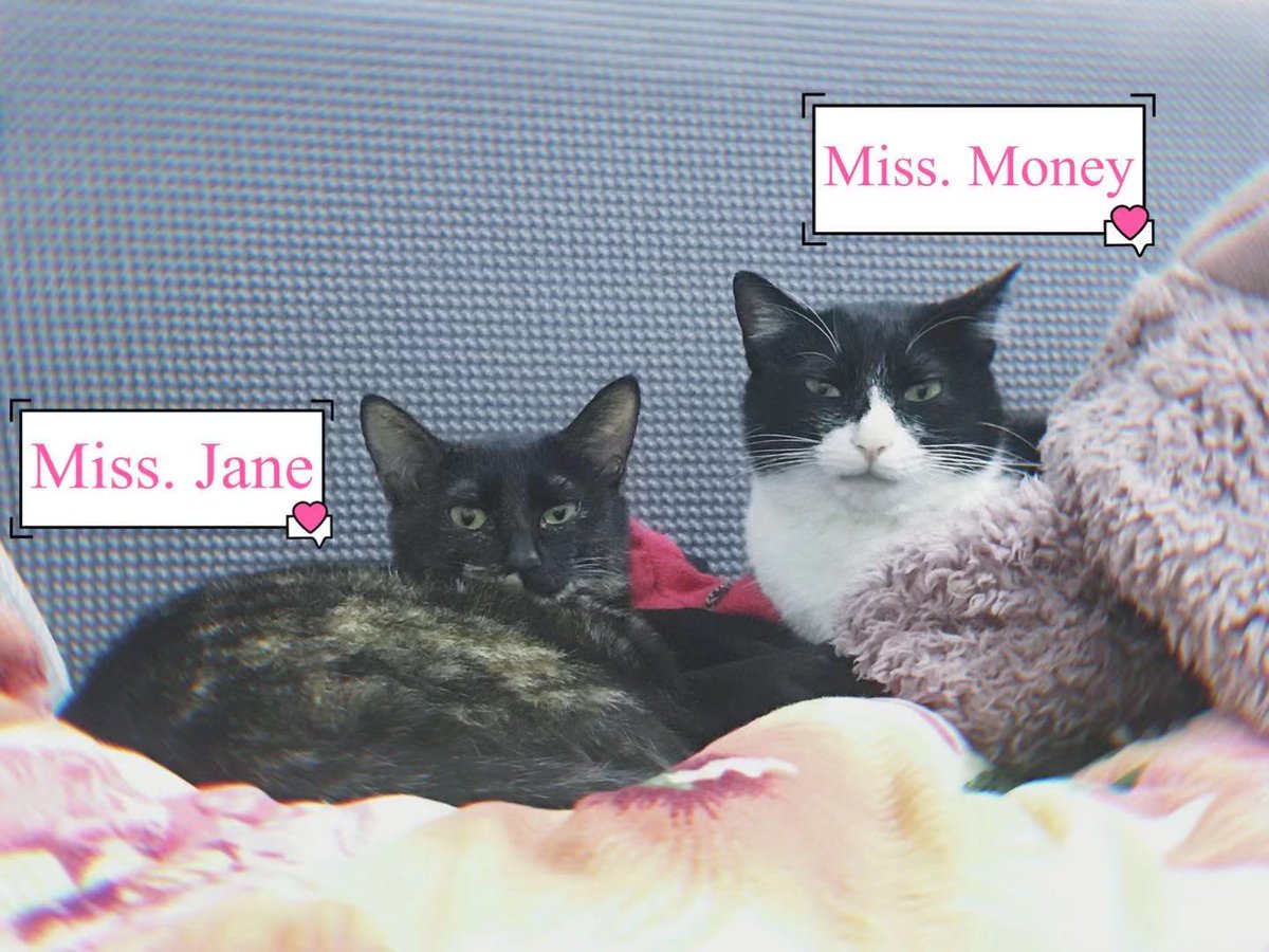 Healthdream1's tweet image. Here are three colleagues in our company who are engaged in decompression work. We have to pay them 10kg of cat food every month.