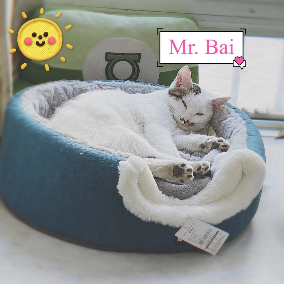 Healthdream1's tweet image. Here are three colleagues in our company who are engaged in decompression work. We have to pay them 10kg of cat food every month.