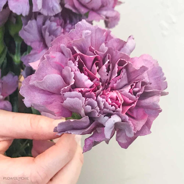 zornitsaxx's tweet photo. คาร์เนชั่นเป็นดอกไม้สายพันธุ์เดียวกับ dianthus มาจากภาษากรีกแปลว่า ดอกไม้แห่งสวรรค์ หรือ ดอกไม้แห่งความรัก 

คาร์เนชั่นสีม่วง สื่อถึงความหุนหันพลันแล่น ไม่แน่นอน ไม่สามารถคาดเดาและเอาแต่ใจ หากคุณอยากจะขอโทษใครบางคน การให้คาร์เนชั่นสีม่วงแปลว่าคุณพร้อมที่จะแก้ไขและปรับปรุงตัวเอง https://t.co/BcZ3qrpq2c