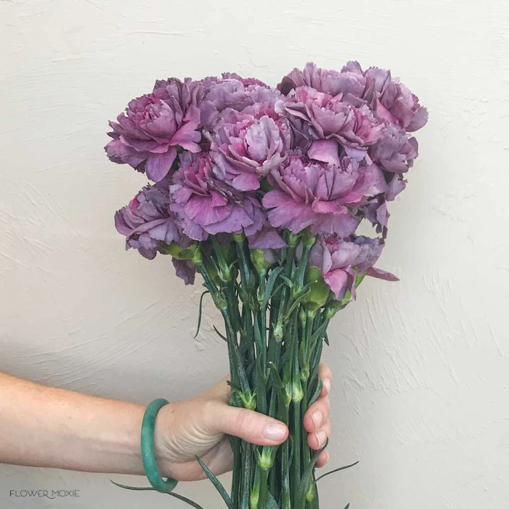 zornitsaxx's tweet photo. คาร์เนชั่นเป็นดอกไม้สายพันธุ์เดียวกับ dianthus มาจากภาษากรีกแปลว่า ดอกไม้แห่งสวรรค์ หรือ ดอกไม้แห่งความรัก 

คาร์เนชั่นสีม่วง สื่อถึงความหุนหันพลันแล่น ไม่แน่นอน ไม่สามารถคาดเดาและเอาแต่ใจ หากคุณอยากจะขอโทษใครบางคน การให้คาร์เนชั่นสีม่วงแปลว่าคุณพร้อมที่จะแก้ไขและปรับปรุงตัวเอง https://t.co/BcZ3qrpq2c
