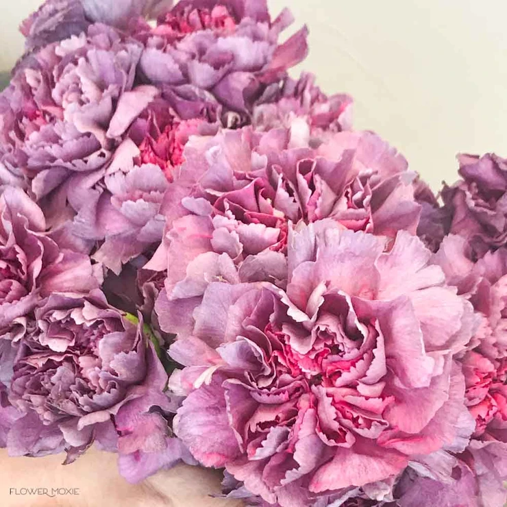 zornitsaxx's tweet photo. คาร์เนชั่นเป็นดอกไม้สายพันธุ์เดียวกับ dianthus มาจากภาษากรีกแปลว่า ดอกไม้แห่งสวรรค์ หรือ ดอกไม้แห่งความรัก 

คาร์เนชั่นสีม่วง สื่อถึงความหุนหันพลันแล่น ไม่แน่นอน ไม่สามารถคาดเดาและเอาแต่ใจ หากคุณอยากจะขอโทษใครบางคน การให้คาร์เนชั่นสีม่วงแปลว่าคุณพร้อมที่จะแก้ไขและปรับปรุงตัวเอง https://t.co/BcZ3qrpq2c