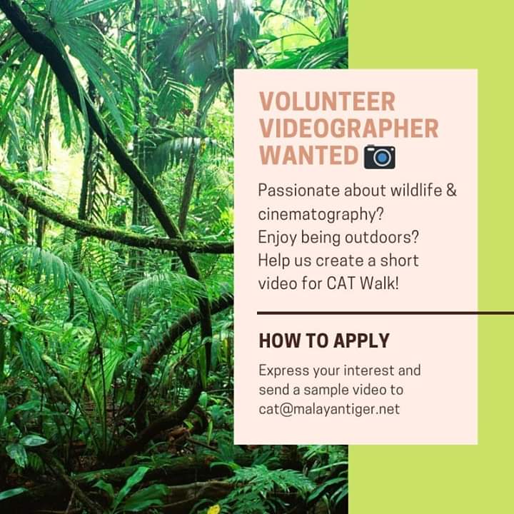 MYCAT_200's tweet photo. Get your cameras and your gears ready! We're looking for someone who can help us create a short video. Chosen candidates will get to join us on a CAT Walk for free! 🐅🌳

If you're interested drop us an email at cat@malayantiger.net for further details! https://t.co/PUzdFrku30