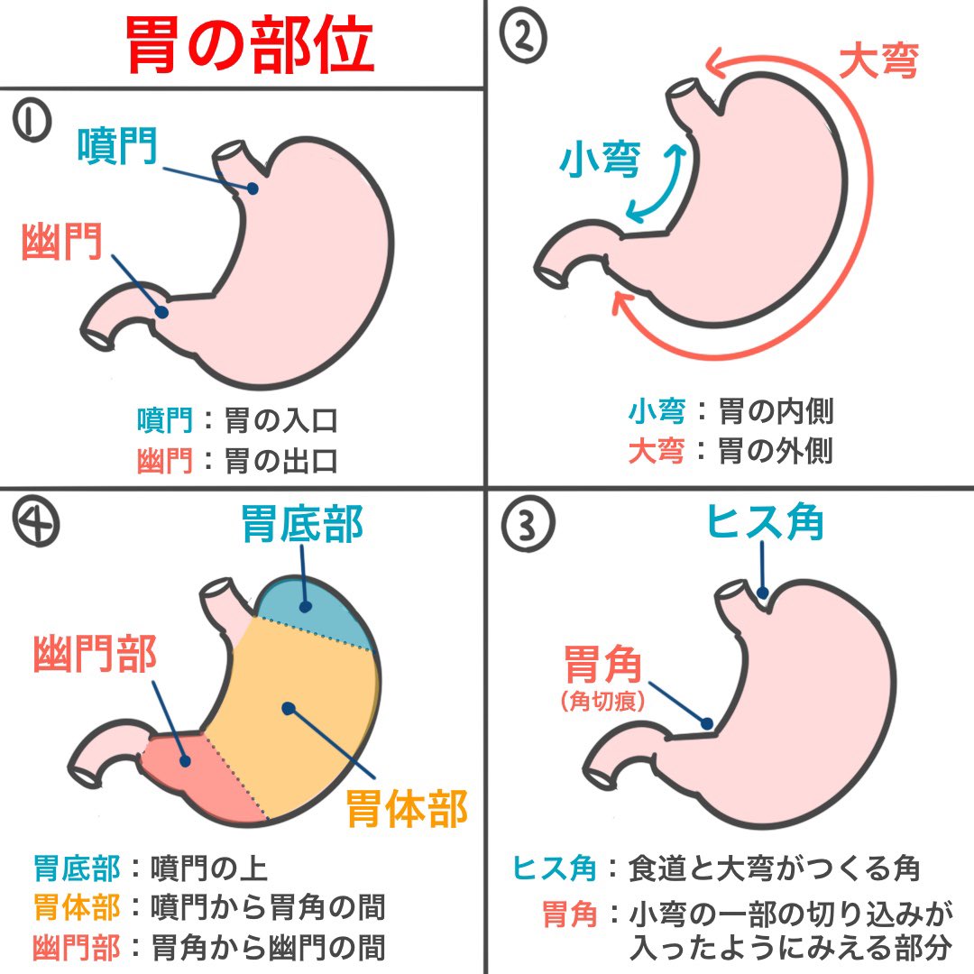 美しい花の画像 驚くばかり胃 イラスト 部位