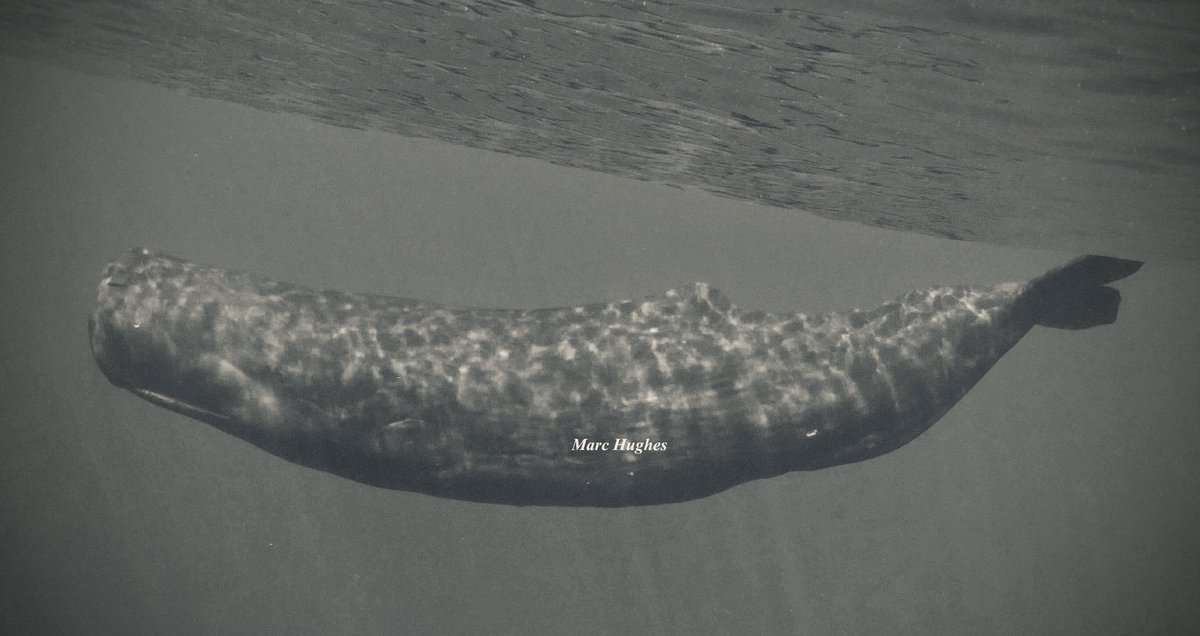 maczooid's tweet image. Usually this time of year Humpback whales start to appear in Hawaii. A special treat appeared today. A pod of Sperm whales!