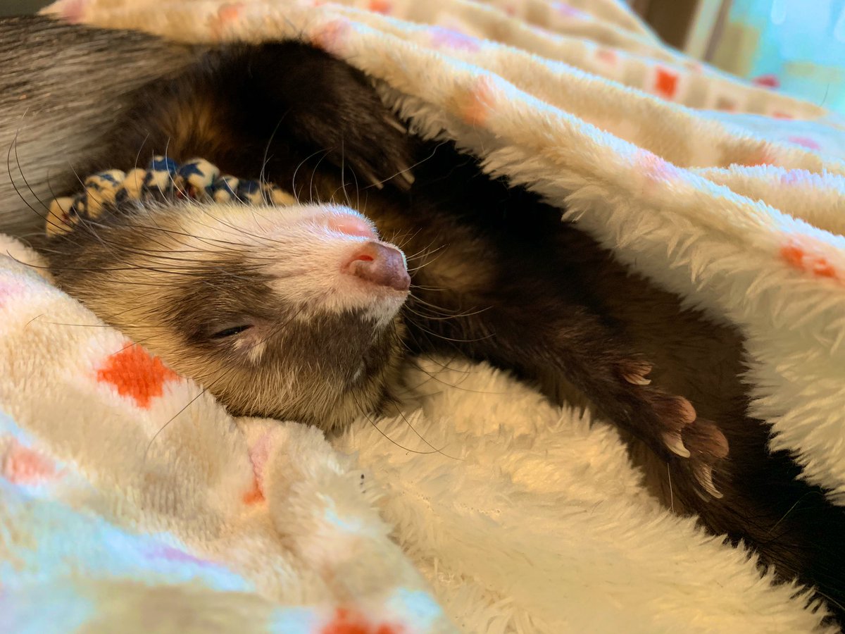 _nyorochachacha's tweet photo. 【寝顔ヤバイですよシリーズ】

3枚目の写真も爆睡しております💤 https://t.co/m290Jvf4Pf