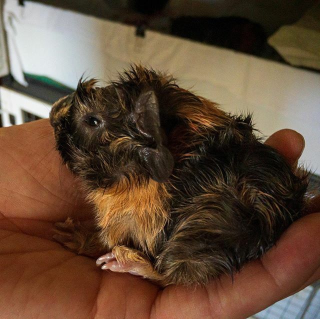 Freshly-minted nibblemonster: Truffle the adorable piglet #guineapig #guineapigbaby #guineapigs #guineapigsofinstagram #babyguineapigs #truffletheguineapig🍫 ift.tt/2OOp2mc