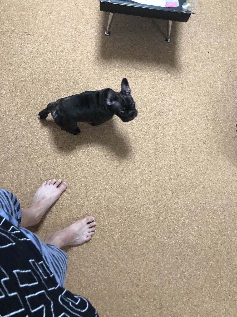 Uzivatel ぎこちゃん Na Twitteru うめのみさん Umenomi2 さんに教えて頂いたコルクマットを敷きました ごんちゃん走り回っておりますw