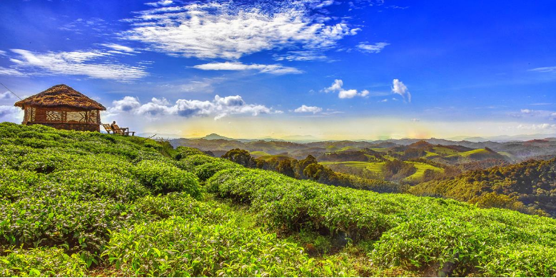 selfdriverwanda's tweet photo. Thinking of visiting #Rwanda? beyond the gorillas that made Rwanda famous, wildlife junkies will be thrilled to know. They can be found in @VolcanoesPark 
 contact
@Carselfdriverwanda https://t.co/fDCbFFtzuy