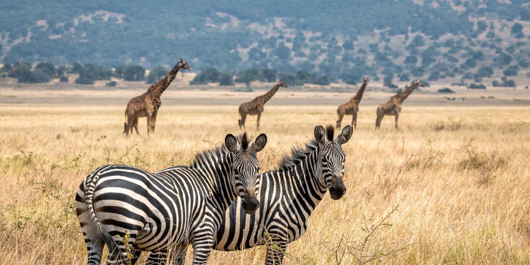 selfdriverwanda's tweet photo. Thinking of visiting #Rwanda? beyond the gorillas that made Rwanda famous, wildlife junkies will be thrilled to know. They can be found in @VolcanoesPark 
 contact
@Carselfdriverwanda https://t.co/fDCbFFtzuy