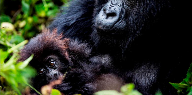 selfdriverwanda's tweet photo. Thinking of visiting #Rwanda? beyond the gorillas that made Rwanda famous, wildlife junkies will be thrilled to know. They can be found in @VolcanoesPark 
 contact
@Carselfdriverwanda https://t.co/fDCbFFtzuy