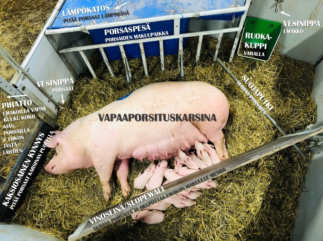 Miltä Olkipossujen vapaaporsituskarsina oikein näyttää? No tältä. 
<a href="/olkipossu/">Ollikkalan Olkipossu</a> #vastuullisuus #vapaapossu