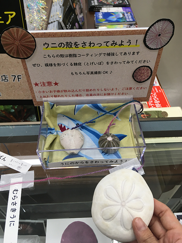 文一総合出版 公式 新刊発売中 つ No Twitter ウニ ハンドブックの著者 田中颯さん所有のスカシカシパン パイプウニ コーヒーマメウニなど本物のウニ殻標本10種類の展示と 触れるウニ殻もあります T Co Mwcc6ewvjw T Co