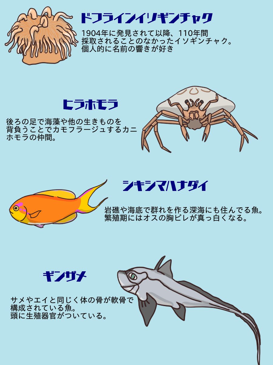 間違い探しの絵に登場した深海生物はドフラインイソギンチャク、ヒラホモラ、シキシマハナダイ、ギンザメ、チゴダラ、ヒカリキンメダイ、オオヒカリキンメダイ、カスザメ、コロザメです。 