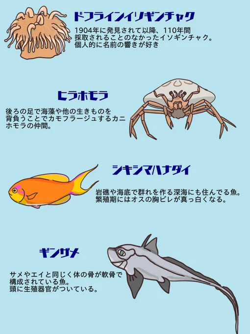 間違い探しの絵に登場した深海生物はドフラインイソギンチャク、ヒラホモラ、シキシマハナダイ、ギンザメ、チゴダラ、ヒカリキンメダイ、オオヒカリキンメダイ、カスザメ、コロザメです。 