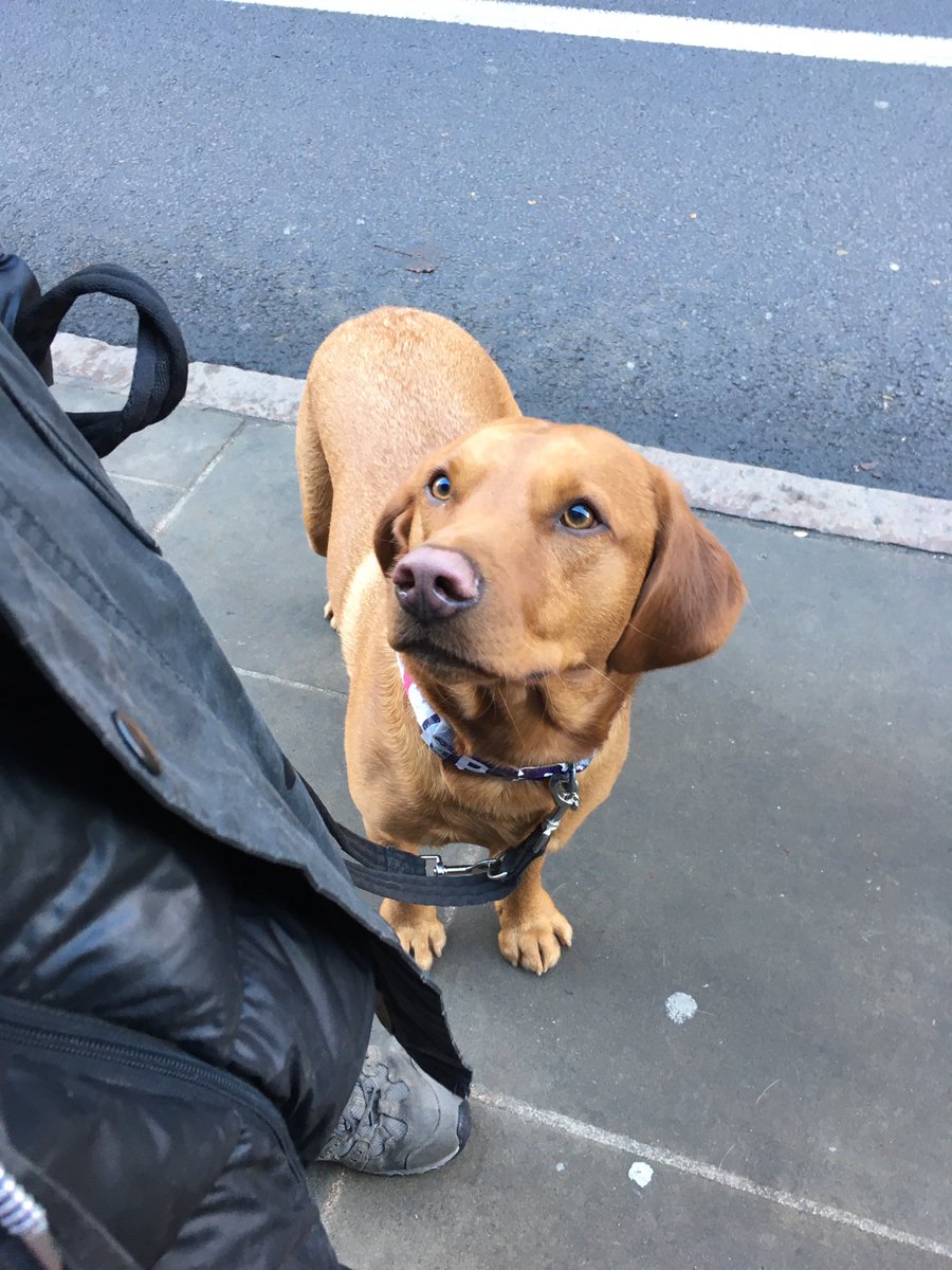 We’ve had a visit from Rufus the Picket Dog! #pawlidarity #UCUstrike #UCUStrikesBack
