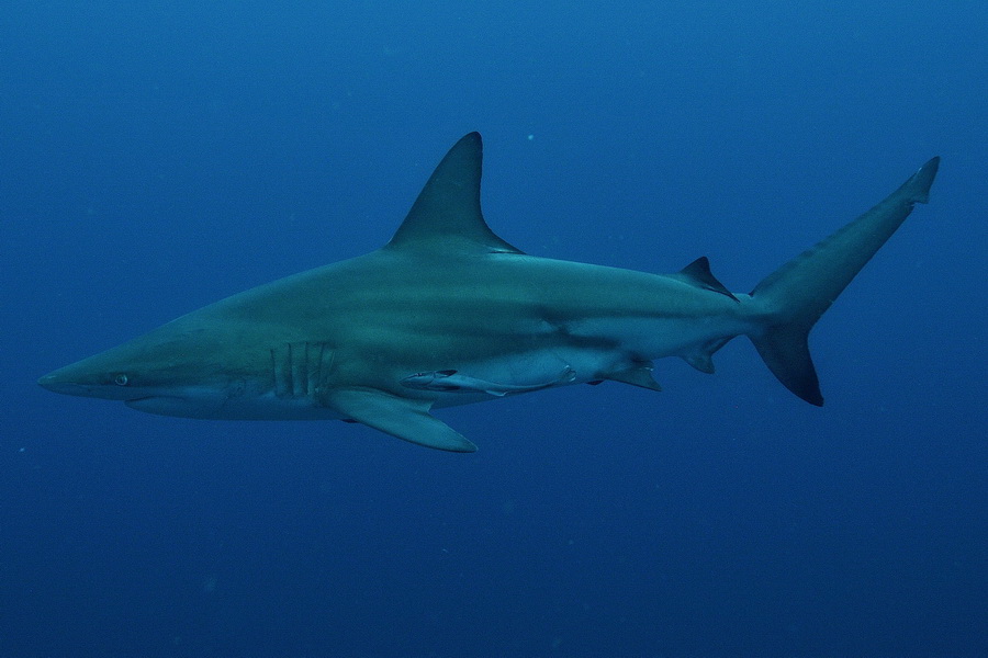 Plannen voor een reis naar Zuid Afrika? 🦁  Nicki en Gary kunnen je tijdens Duikvaker op de stand van Diving World in hal 2 er álles over vertellen!