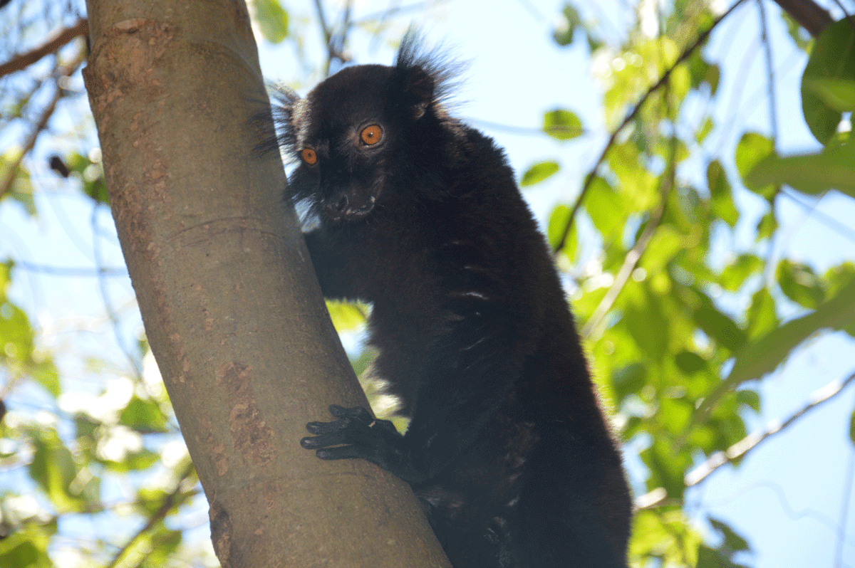 alt_madagascar's tweet photo. Second day in paradise !

Welcome to Nosy Komba,

In this national park, lemurs are used to see visitors. They are easy
to photograph though they stay on their mango trees.

#NosyKomba #Lemurs #NosyBe #wildLifePhotography #Madagascar https://t.co/cUDUNiHNRs