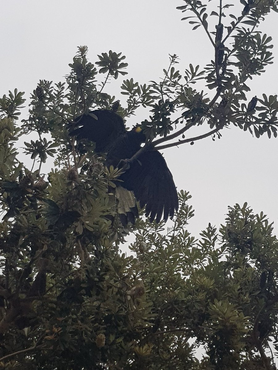 alisha_adams_'s tweet photo. My contribution to #conferencebirding #ashb2019 @drsarahcroker @showmethemummy https://t.co/IZsDm67Ozo
