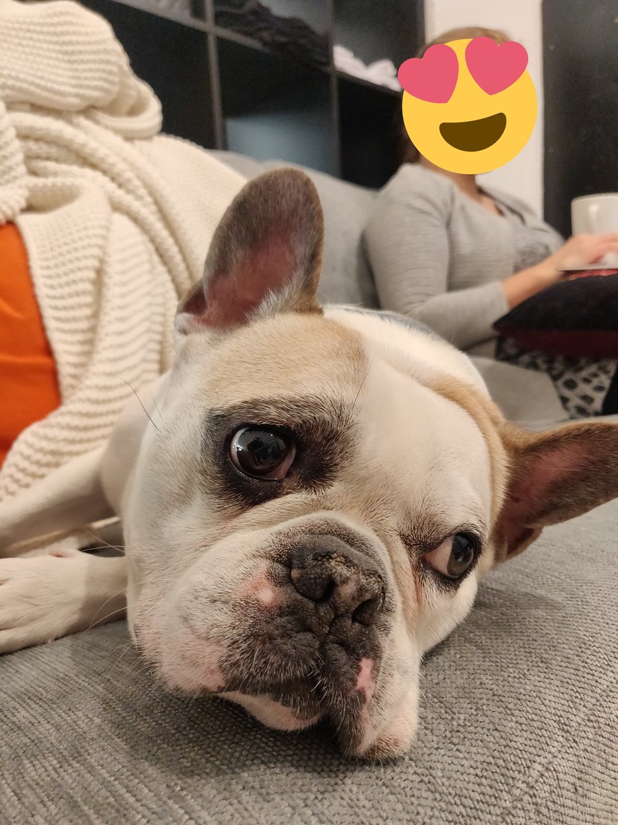 Woof! Minä olen Rambo, Advancen uusi toimistokoiro. Eka päiväni meni etätöissä, mutta eilen tiistaina toimistolla päästin jo käsiksi hommiin, joita olivat mm:

- työkaverien tuijottaminen
- käsien nuoleminen
- lattialle kuolaaminen
- sohvalla piereskely

Huh, miten rankkaa!