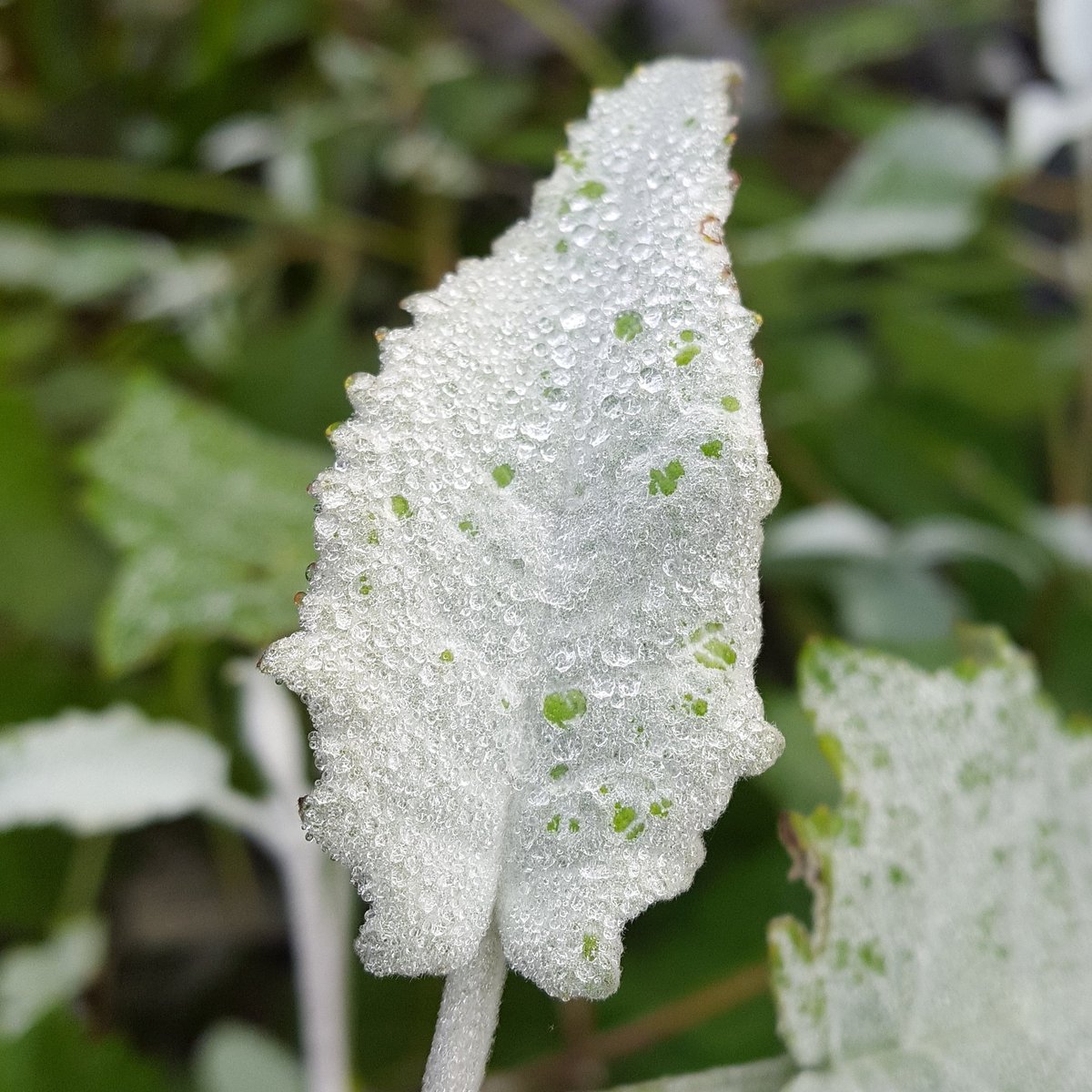 PlantPref's tweet photo. The furry leaves of Buddleja farreri trying their best to resist the heavy dew yesterday morning.
#buddleja #buddlejafarreri #butterflybush #greyleaves #feltedleaves #winterfoliage https://t.co/LyTJzOrqxS