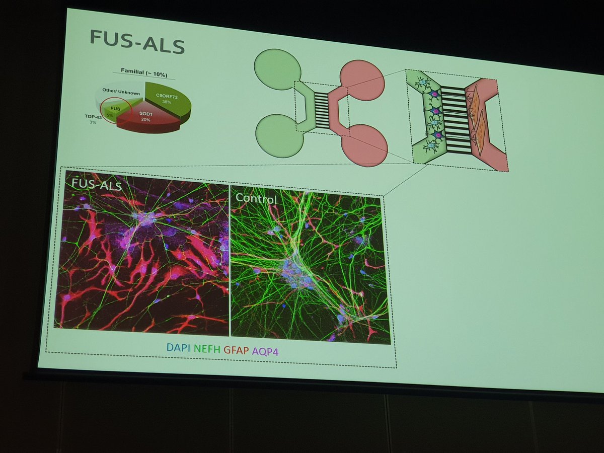 Another talk on the neuromuscular junction -  Katarina Dittlau (C20) <a href="/CBD_VIB/">VIB-KU Leuven Center for Brain & Disease Research</a> presents the development of NMJ in a lab dish (in vitro model) to be used in #MND #ALS research! This successfully identified FUS-ALS phenotypes and now introducing the use of astrocytes #alsmndsymp