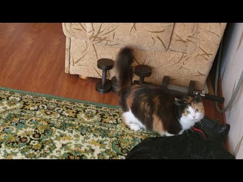 MeowMoeDotCom's tweet photo. Cute cats - Crazy play time 🐈
#Cats #Cat #Kittens #Kitten #Kitty #Pets #Pet #Meow #Moe #CuteCats #CuteCat #CuteKittens #CuteKitten #MeowMoe
#CrazyCats #CuteCatsVideo #CuteCatsVideos #CuteKittensVideos #CuteKittiesVideos
https://t.co/owsb7Ggrni
. https://t.co/mFqt7bKt04