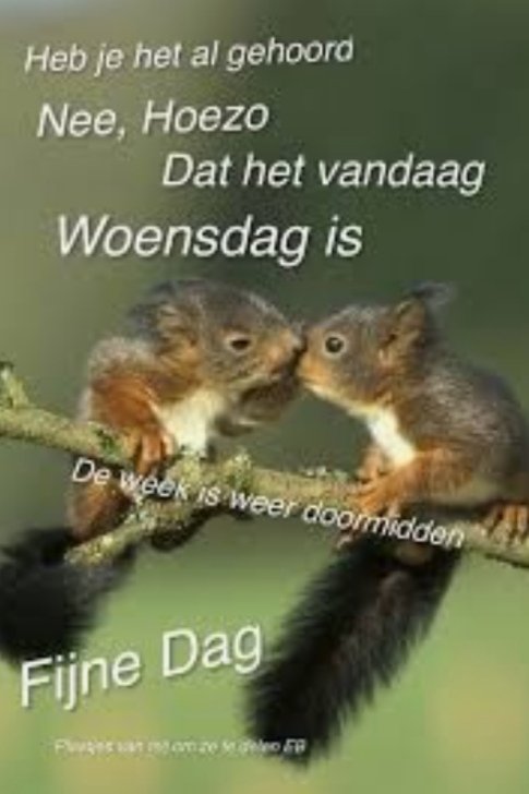 de_uil's tweet photo. En de week is weer doormidden voor veel mensen. Vandaag is onze laatste dag zodat morgen de vrijwilligers de laatste dingen kunnen regelen voor sinterklaas. https://t.co/IF8KRbdZV6