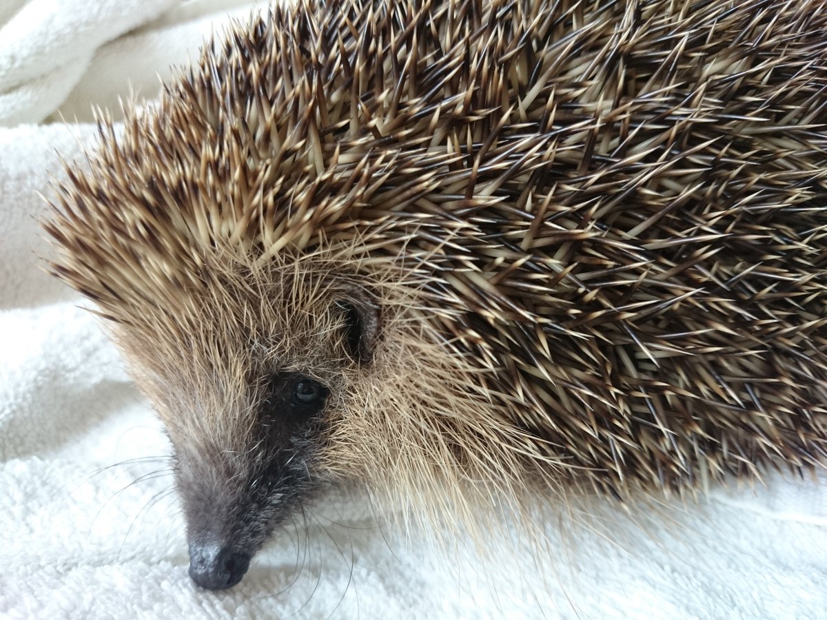 ErinaceusFrance's tweet photo. Il y a 5 ans jour pour jour, tout a commencé avec elle, qui s'est fait croquer par un chien de race léonberg de 70 kg… Beaucoup de travail accompli et d'énergie dépensée jusqu'à la création du centre de soins.

Merci à tous ceux qui nous ont aidés pendant ces 5 années. https://t.co/mdDOxGahjD