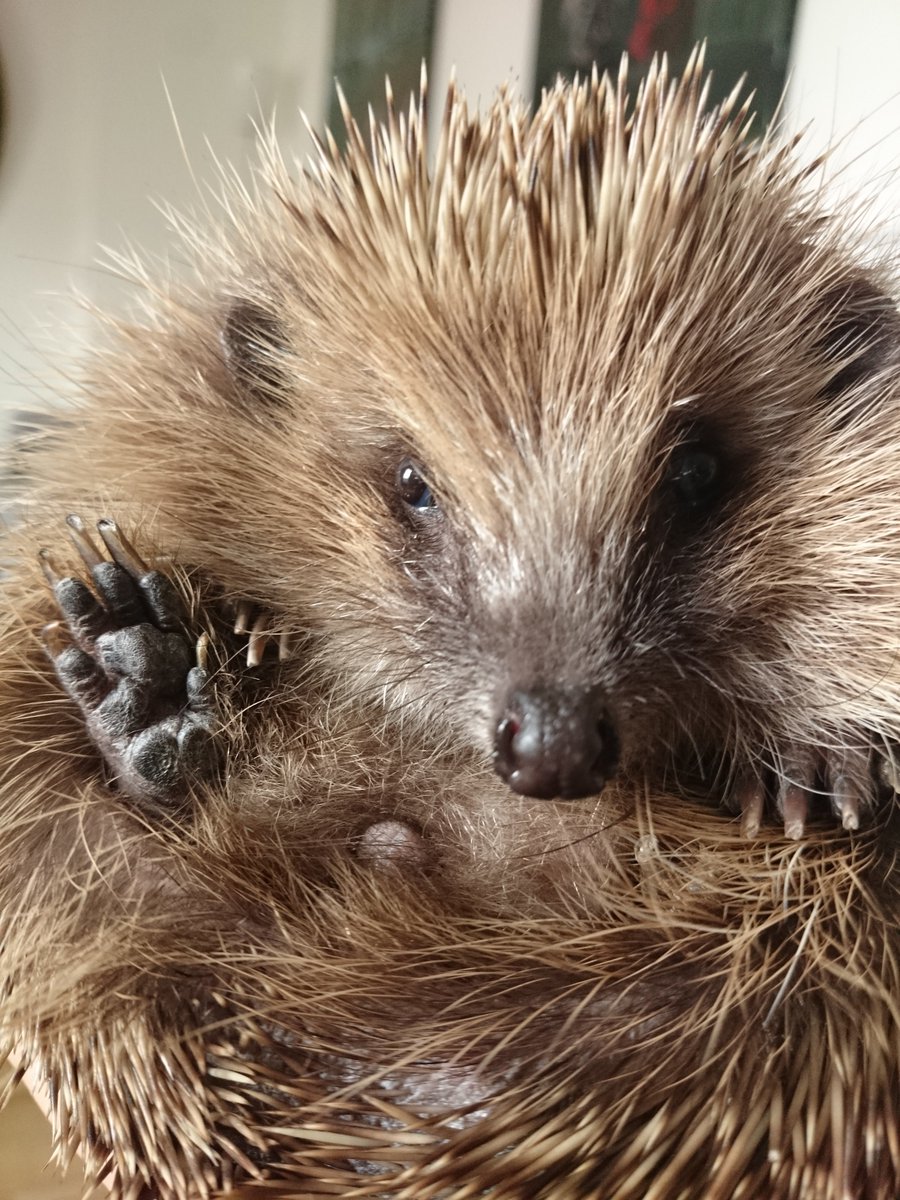 ErinaceusFrance's tweet photo. Il y a 5 ans jour pour jour, tout a commencé avec elle, qui s'est fait croquer par un chien de race léonberg de 70 kg… Beaucoup de travail accompli et d'énergie dépensée jusqu'à la création du centre de soins.

Merci à tous ceux qui nous ont aidés pendant ces 5 années. https://t.co/mdDOxGahjD