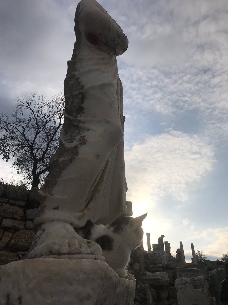 paoIinhuang's tweet photo. #catsofEphesus https://t.co/E6LSLLF0sk