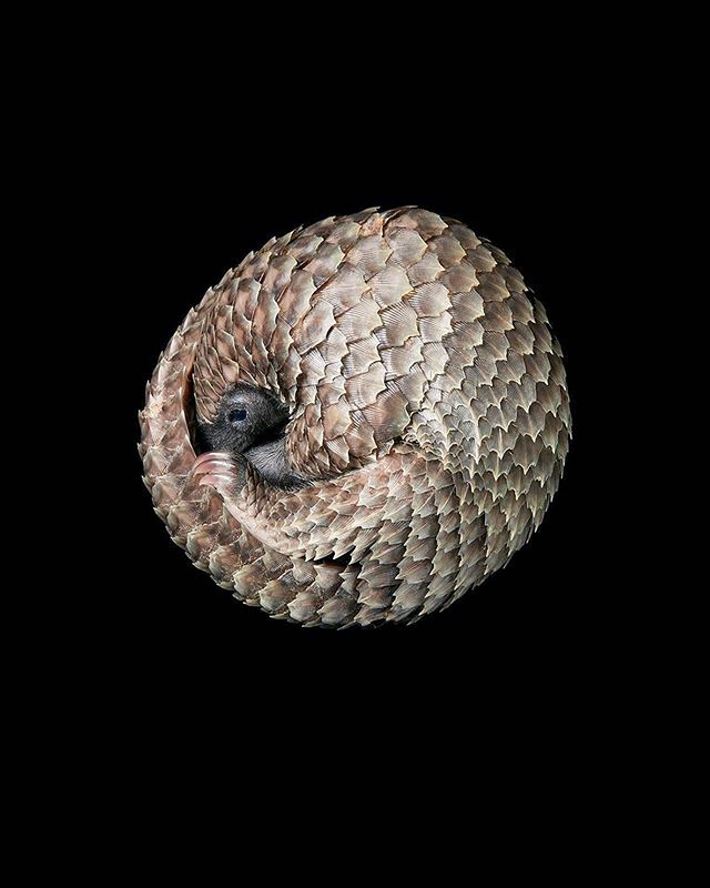 Thank you! We raised over $6000 today for #GivingTuesday! If you haven’t donated, these is still time. Pictured is the world’s first captive bred and born White-bellied Tree Pangolin, born right here at Pangolin Conservation. Since then, more babies have been born with sever…