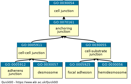 UCLgene's tweet photo. We thank all the #biocurators from @FlyBaseDotOrg @uniprot @mgi_mouse @ratgenome @ZFINmod @ISBSIB @wormbase @dictybase @news4go for help with updating the 'adherens junction' #GeneOntology branch by reviewing their #GOannotations.
@ARUKnews #BioOntologies #BloodBrainBarrier https://t.co/wM7O1ebO9b