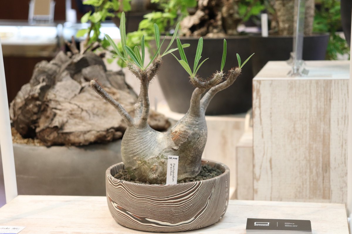 日本橋三越本店 Mitsukoshi ユニークなルックスでインテリアプランツ として注目が高まっている魂根植物 その火付け役となったエキゾチックプランツショップ ボタナイズ が日本橋三越に期間限定で初出店です 新館7階 催物会場 コレクターズアイテム 12 日本橋三越本店 Mitsukoshi ユニークなルックスでインテリアプランツ として注目が高まっている魂根植物 その火付け役となったエキゾチックプランツショップ ボタナイズ が日本橋三越に期間限定で初出店です 新館7階 催物会場 コレクターズアイテム 12