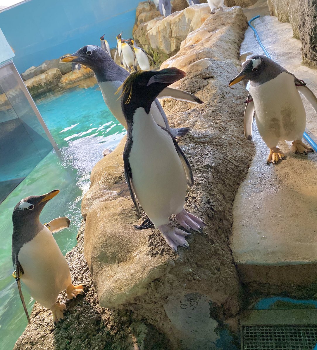 マカロニペンギンのねねちゃん🐧 周りのジェンツーペンギンたちに囲ま