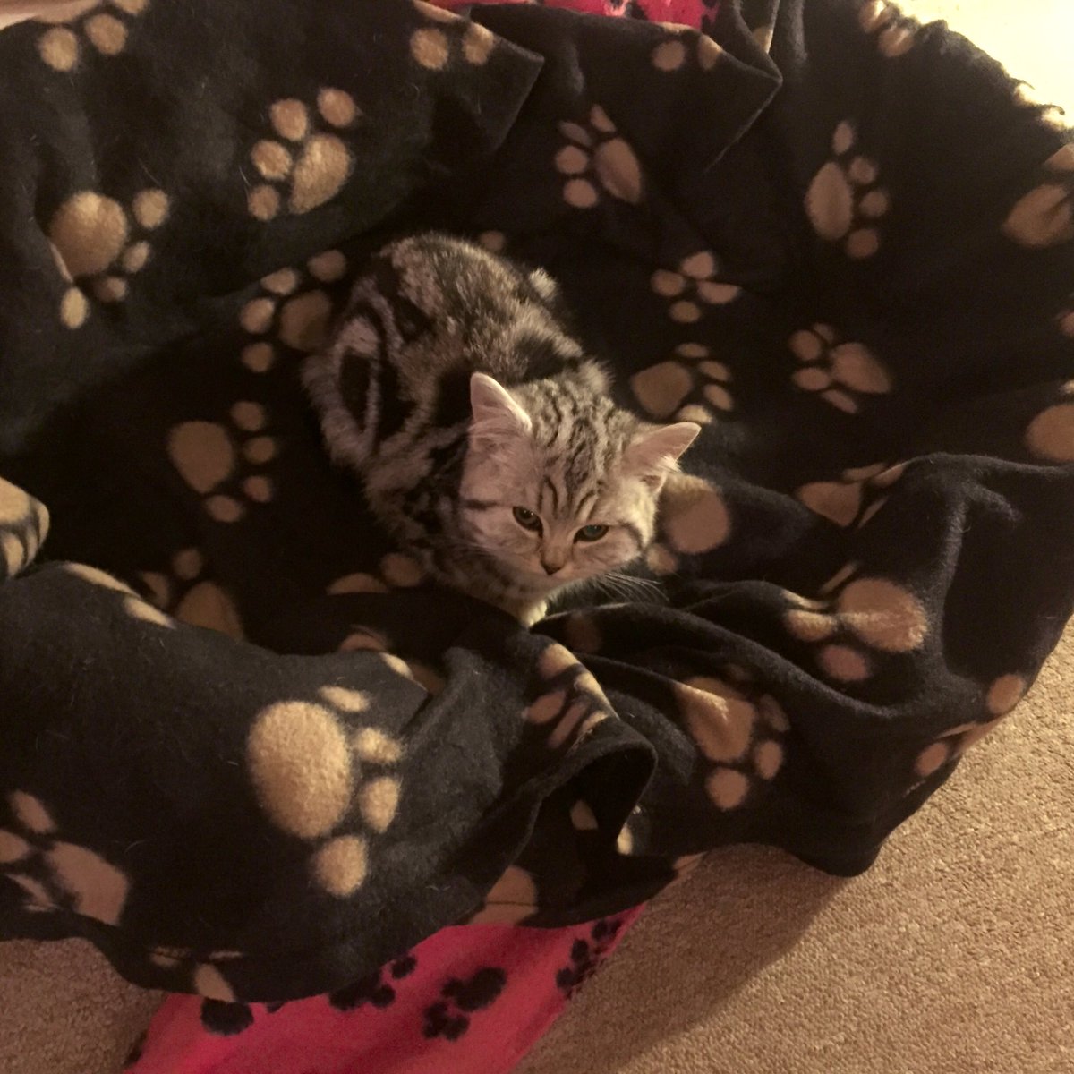 RandallFrenchie's tweet image. But, that’s my bed! 😕 🐾 
#randallthefrenchie #catburglar #kitten #naptime