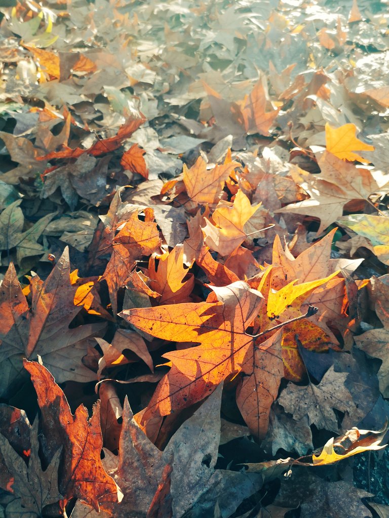 My flight landed horribly early, so I'm hanging around a park near the station waiting for the first off peak train. Completely freezing, because I have no appropriate clothes. Being given a wide berth by commuters, as I pick up handfuls of leaves and gaze at them lovingly. 