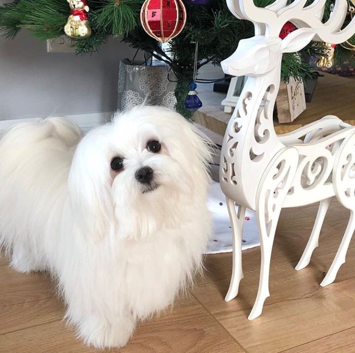 🎄🎄🎄⛄⛄⛄... Beautifull Bella.. (bella-tiny-paws).. Lovely photo... ENJOY. ⛄⛄⛄🎄🎄🎄.