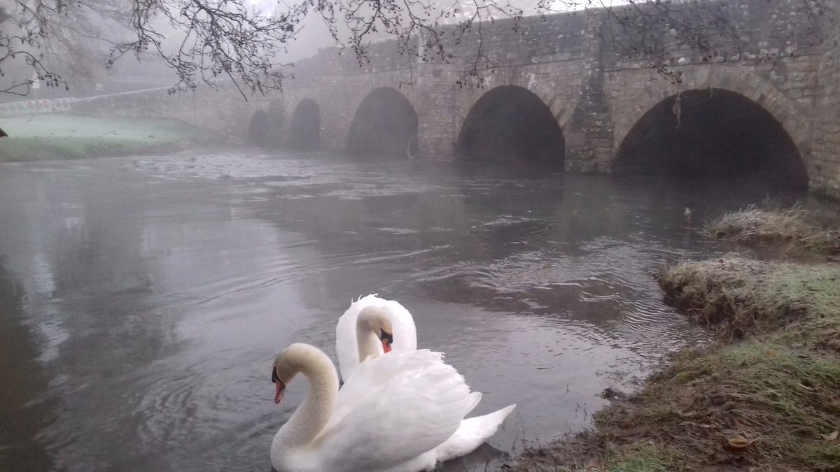 Mute swans on the River Teme at Brockley Meadow, Leintwardine, North Herefordshire.