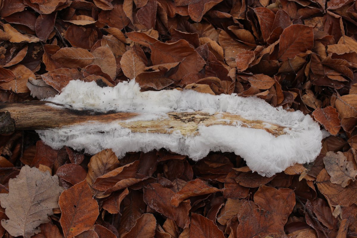 RPilze's tweet photo. Haareis
#Haareis #Frost #Eis #Kälte #Winter #hiver #hairice #frostbeard #Cheveuxdeglace #cheveluredeglace #Capellidighiaccio #natur #nature #ice #cold #kalt #froid https://t.co/9ESCtU1N6t