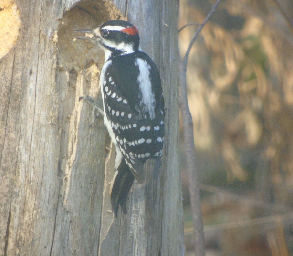 Enjoying some #suet a Hairy Woodpecker ! Hello #Wednesday 💕 #birds #birding #woodpeckers #hairywoodpeckers #TwitterNatureCommunity