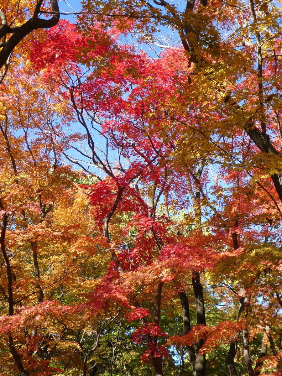 中村 訓男 北の丸公園モミジ林の紅葉も見ごろでした 皇居大嘗宮参観の方には東京国立近代美術館工芸館 竹工芸名品展 北の丸公園モミジ林の公園のお帰りコースお勧めです