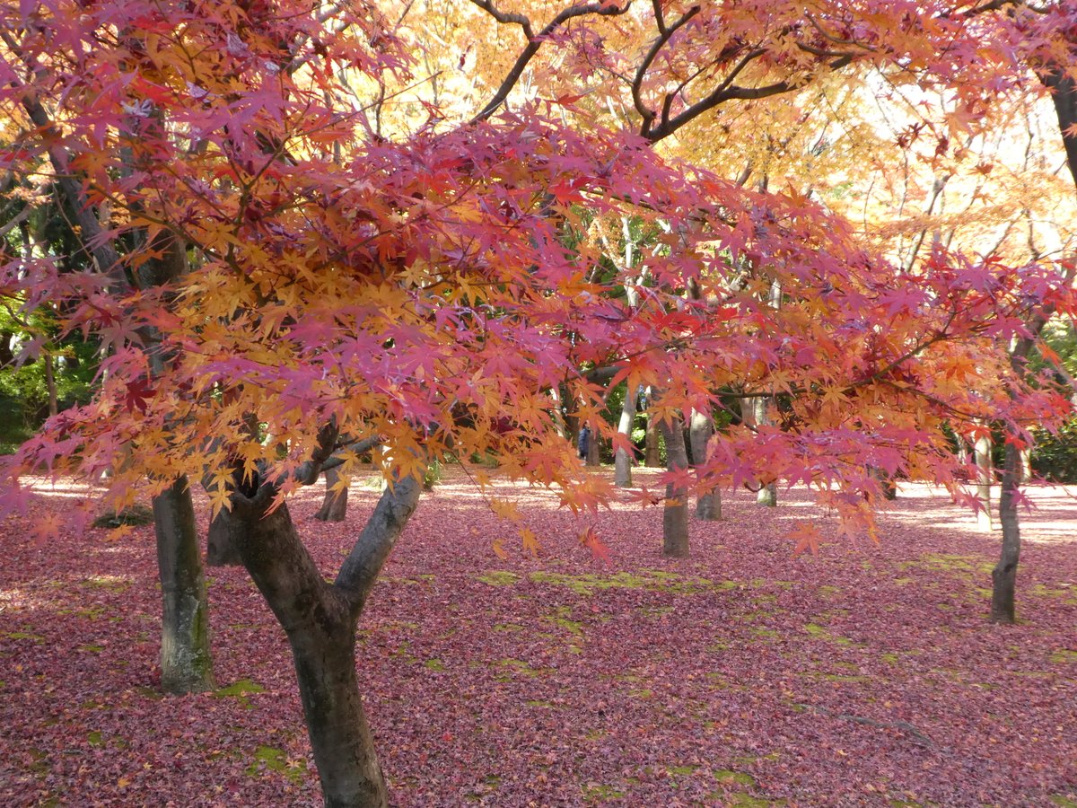 中村 訓男 北の丸公園モミジ林の紅葉も見ごろでした 皇居大嘗宮参観の方には東京国立近代美術館工芸館 竹工芸名品展 北の丸公園モミジ林の公園のお帰りコースお勧めです