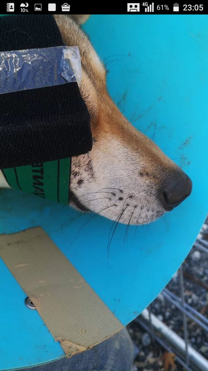 小菊ちゃん 術後 掻いたりして悪化しないように装着するのがエリカラ じゃあ眼帯は 装着する理由は 傷口を固定する必要があれば病院で包帯を巻いたりなど処置をする 場合によってはガーゼや包帯などで塞ぐと膿みやすくなる場合もあるから自己判断は