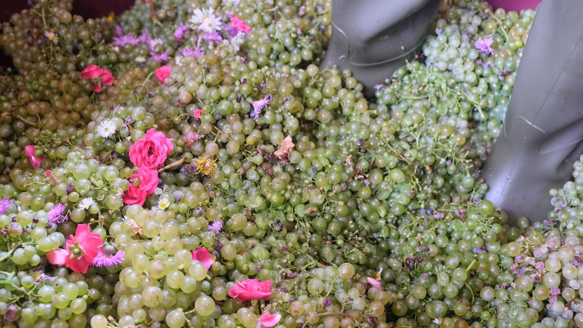 beansnbubbles's tweet image. At Beans and Bubbles we take great care in selecting vineyards that go beyond the simple desire of creating quality wines. We look out for those gems that put people, tradition, community and environment ahead of the product itself.

🍇🌸🥂

#sustainablewines #sustainablebusiness