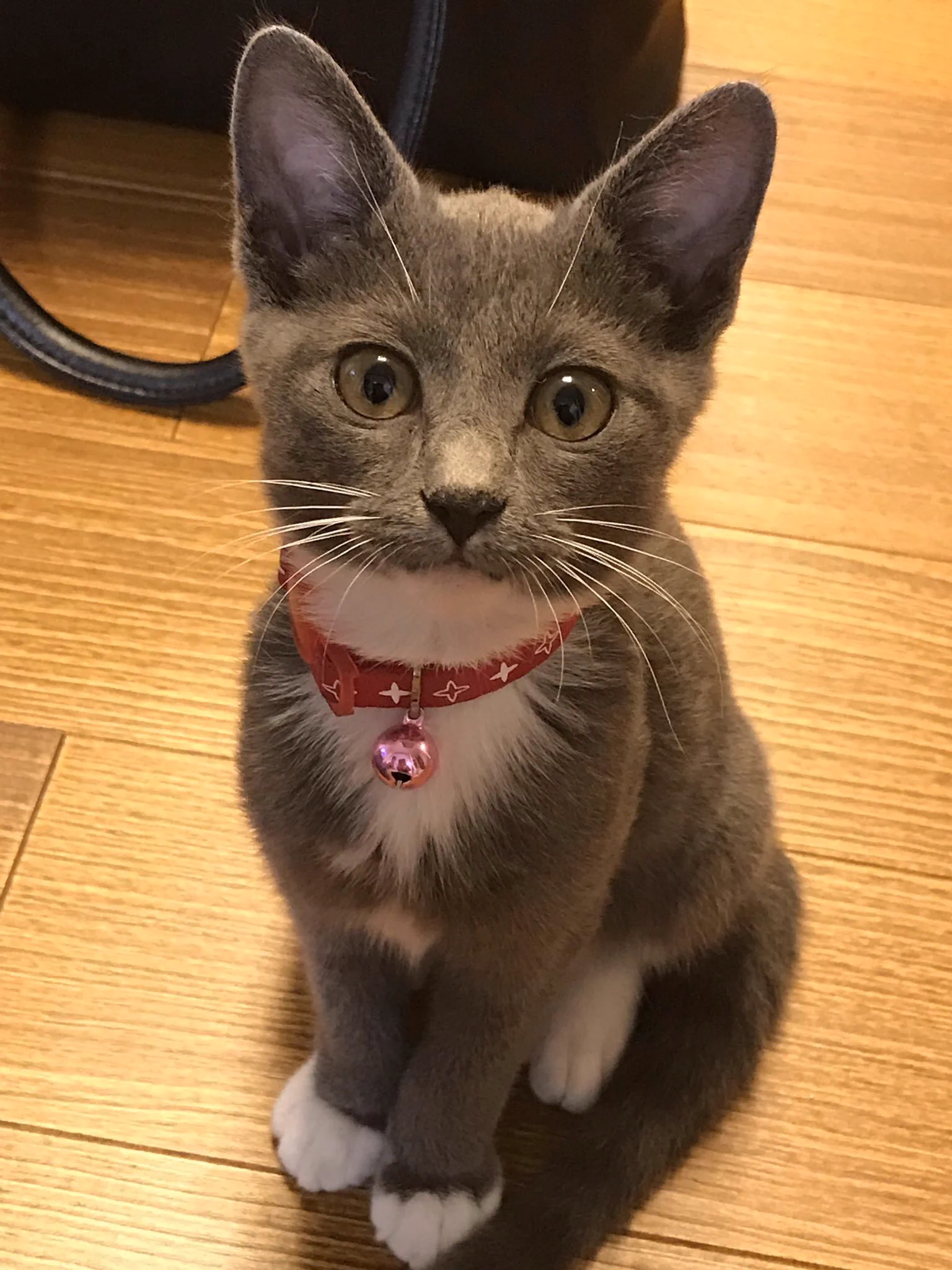 @nekko221 ウチの猫様も100点満点でしょうか… 