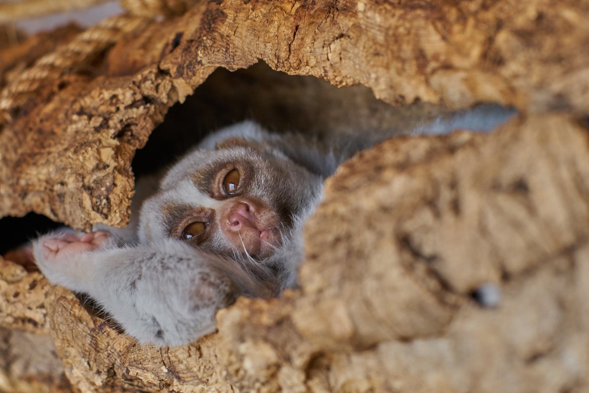 Slow loris, laying on its back inside of a tree truck. Its usually wide eyes are half-open, like it has been recently sleeping. 