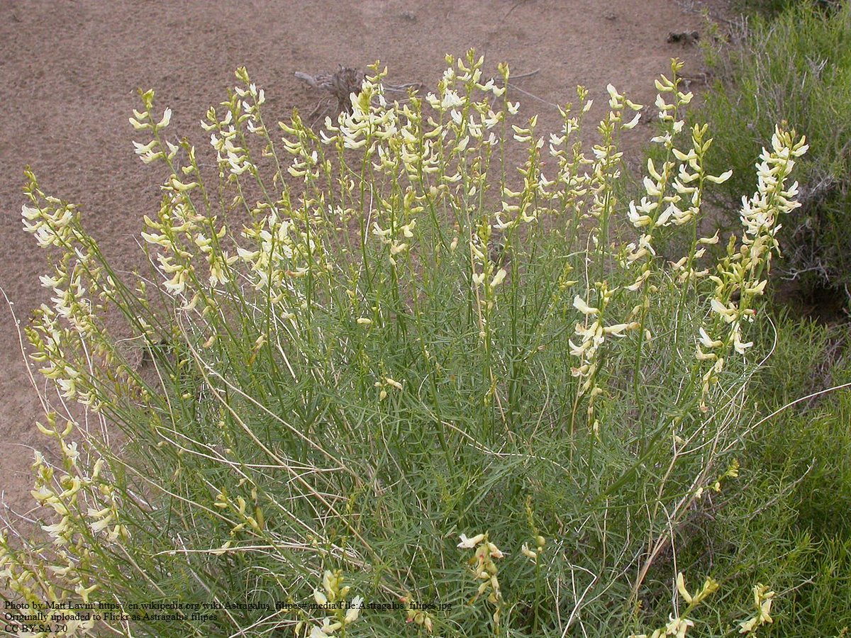 Restoration of native forbs in the #GreatBasin is a challenge for land managers. <a href="/usfs_rmrs/">Rocky Mountain Research Station</a> Scott Jensen &amp; others compared 3 novel treatments - snow fencing, plant protection fabric, &amp; seed coatings - to improve establishment of basalt #milkvetch: fs.usda.gov/rmrs/publicati…