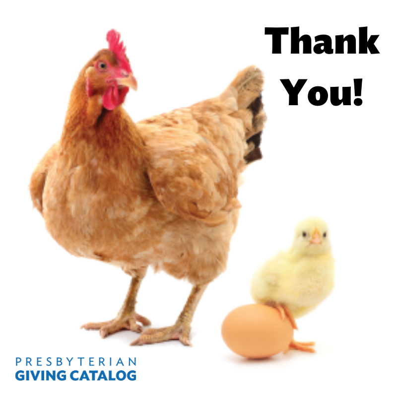 PresbyGifts's tweet photo. WOW! Thank you to everyone who participated in #GivingTuesday yesterday! We came close to reaching our goal of 100 families of chickens, and over 250 items were donated through #PresbyGifts in just one day! Your gifts will make a big impact in the lives of others! #PCUSAgives https://t.co/t8vHXSP7jT