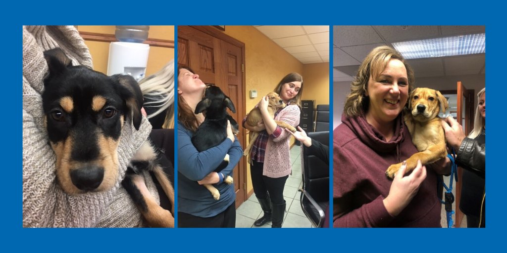 NPSHoldings's tweet photo. Happily Ever After Animal Sanctuary stopped by @NPS_Corp for a little puppy love! 
#LifeAtNPSCorp https://t.co/WGxNftmhY2